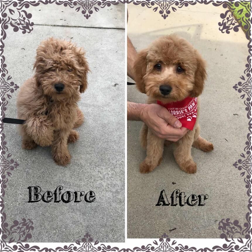 pet grooming gallery