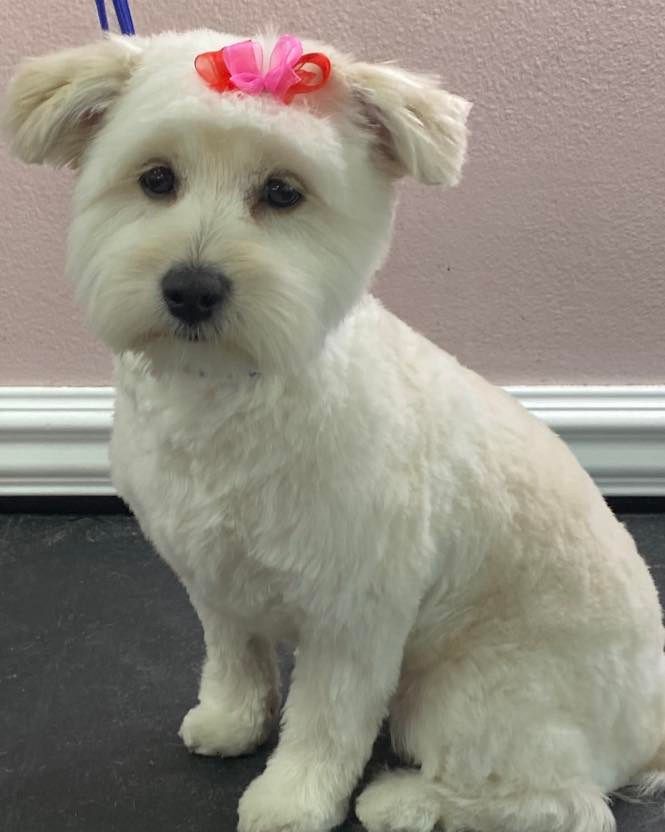 pet grooming gallery