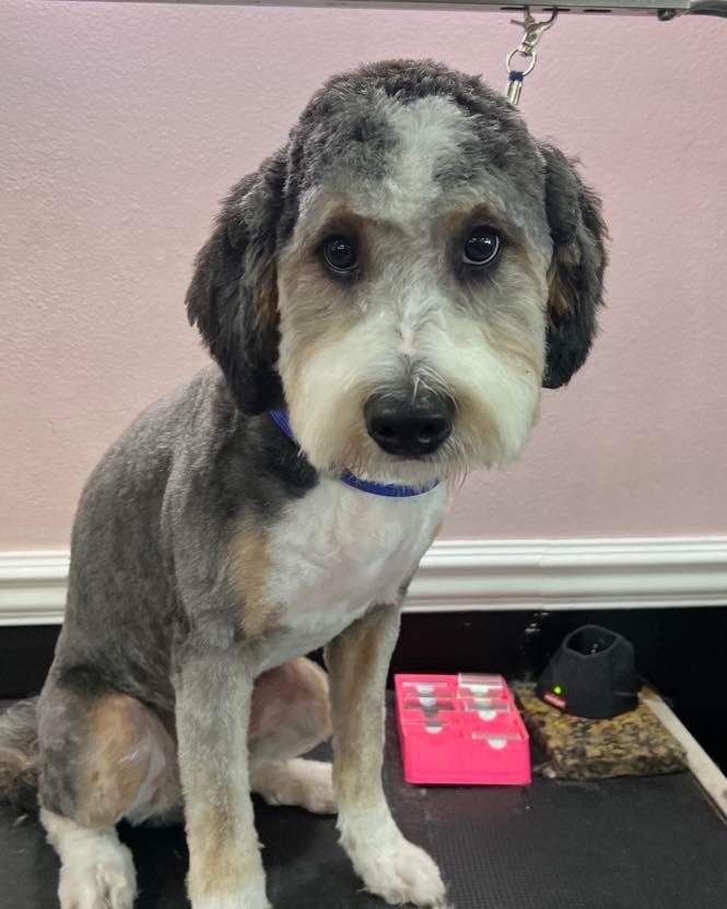 pet grooming gallery