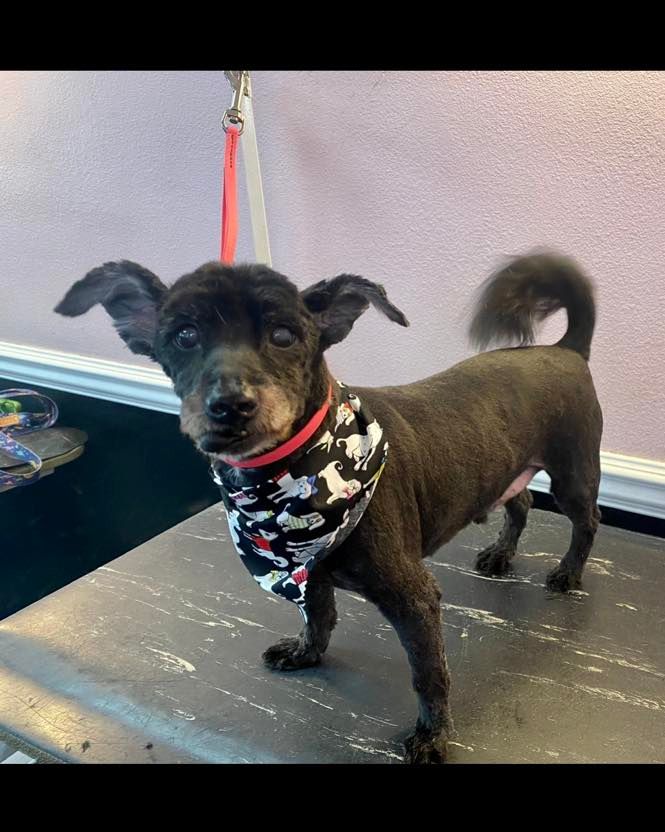 pet grooming gallery