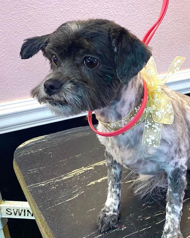 pet grooming gallery