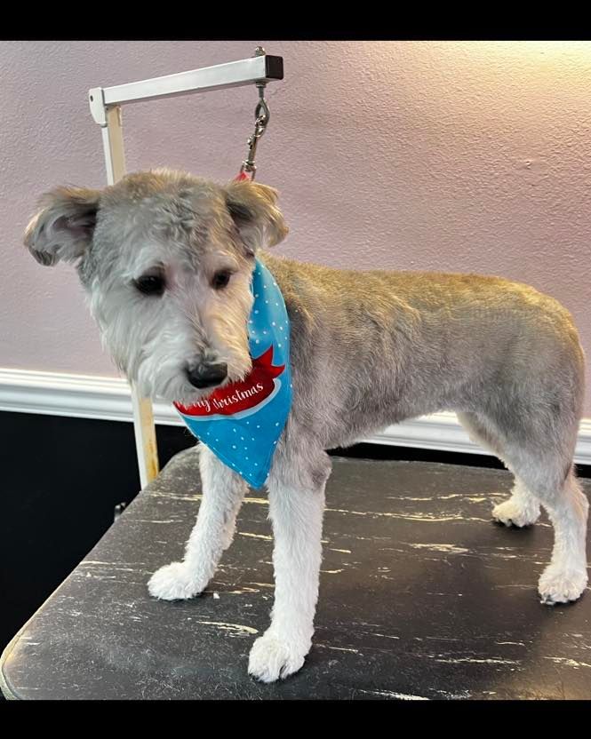 pet grooming gallery