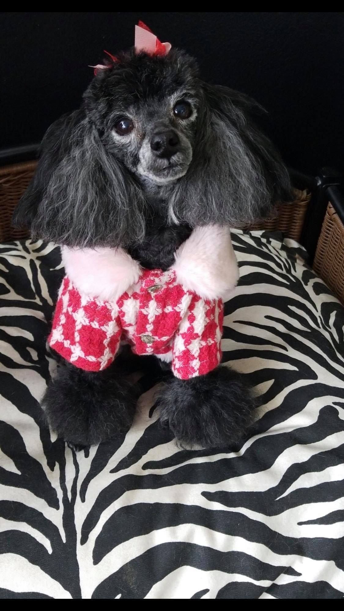 pet grooming gallery