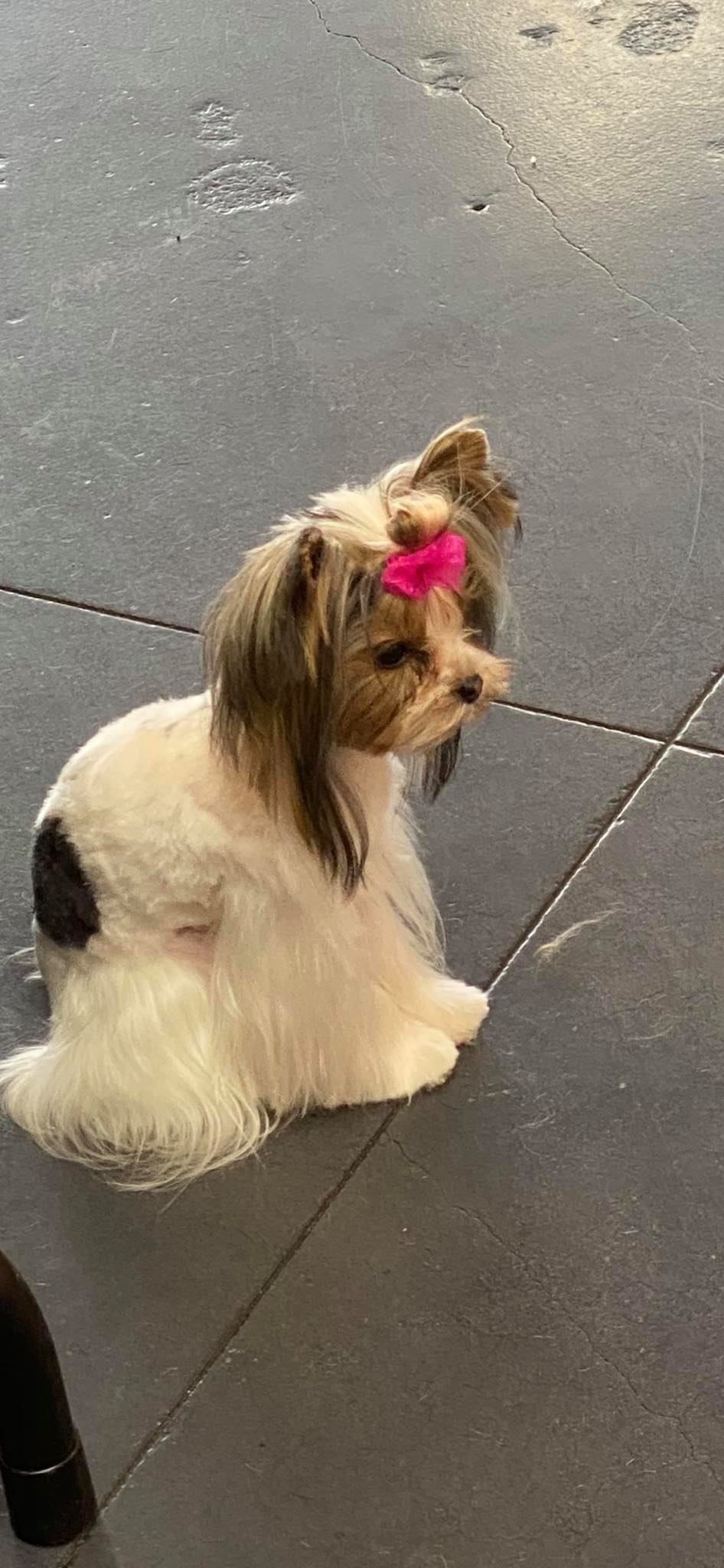 pet grooming gallery