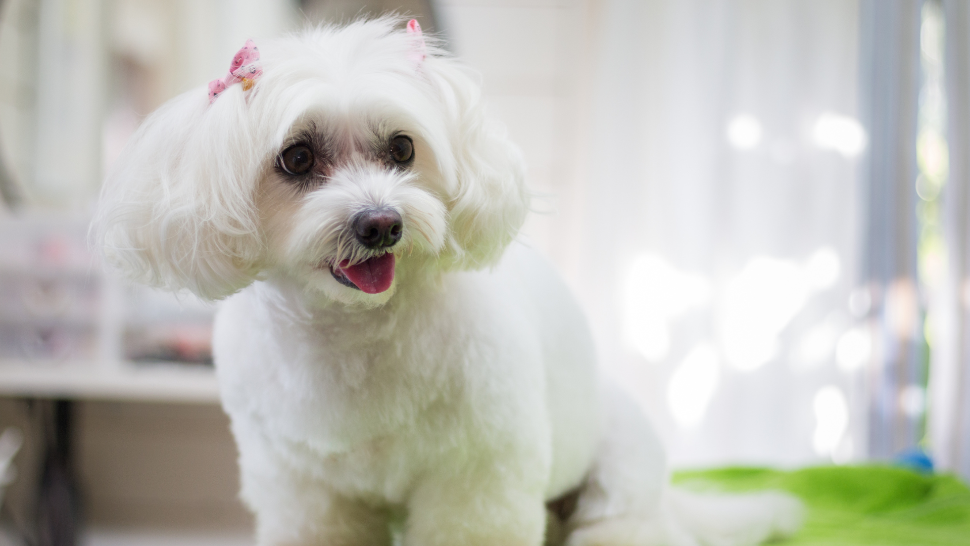 pet grooming services