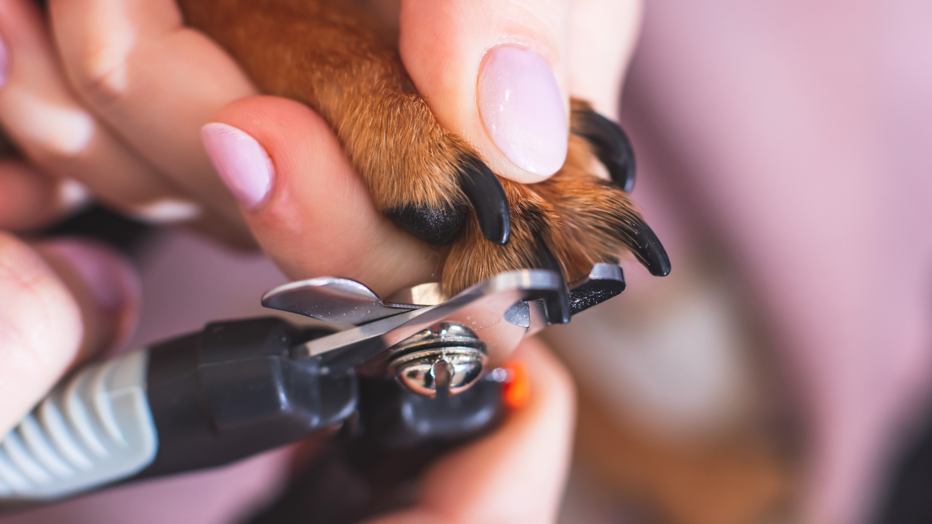 pet grooming services