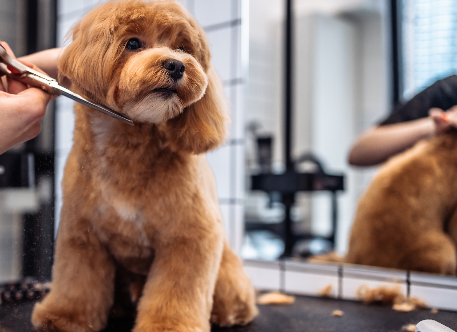 pet grooming services