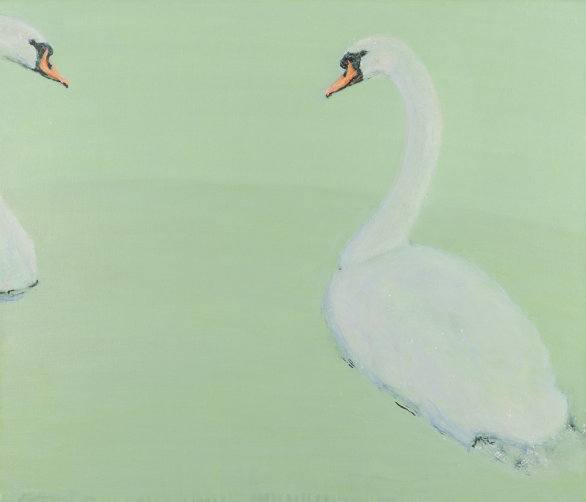 Twee witte zwanen zwemmen op een lichtgroen wateroppervlak.