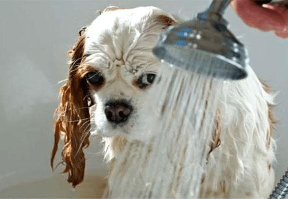 CONSULTORIO VETERINARIO PAM PET