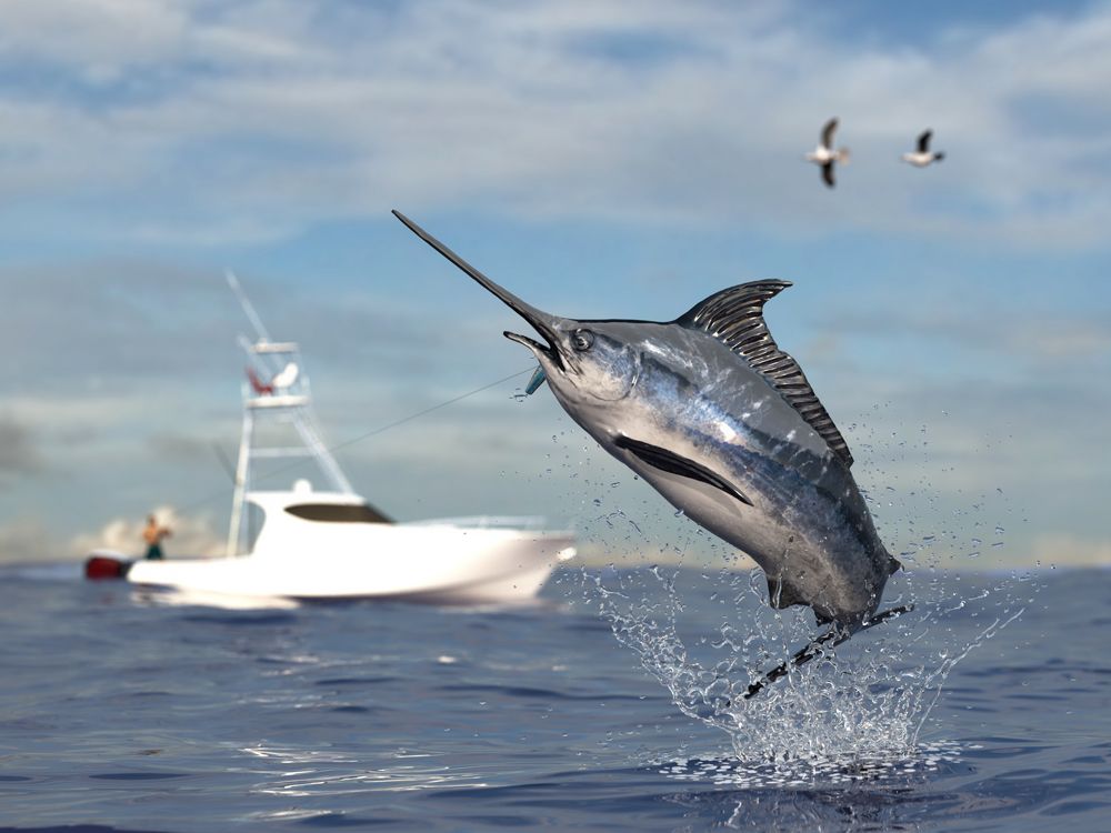 A Blue Marlin