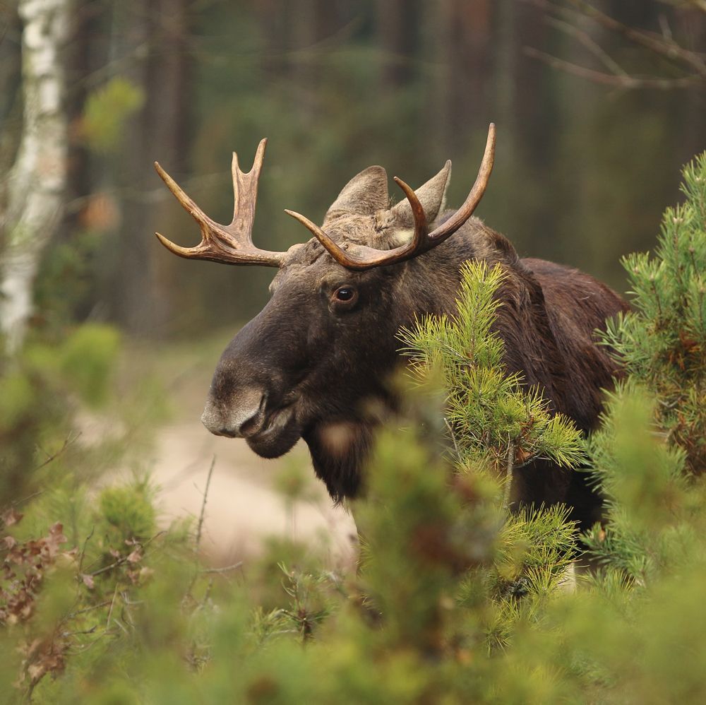 A Wild Moose in the Woods