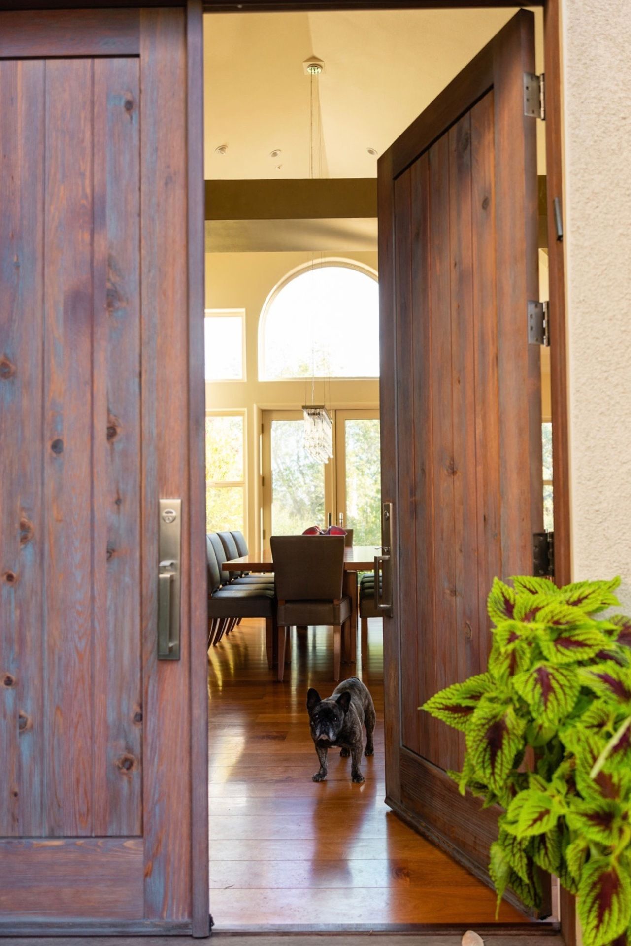 A dog is standing in the doorway of a house.