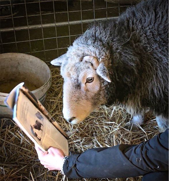 Country Living The Living Rug Company