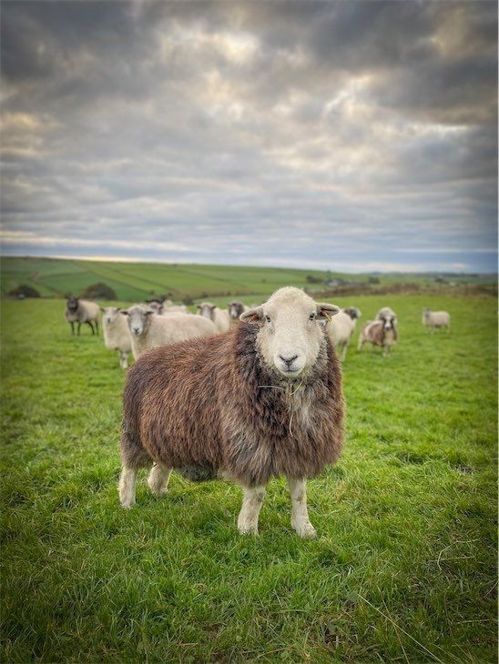 Meet the Flock - Handmade Felted Herdwick Fleece Rugs made in the Staffordshire Moorlands