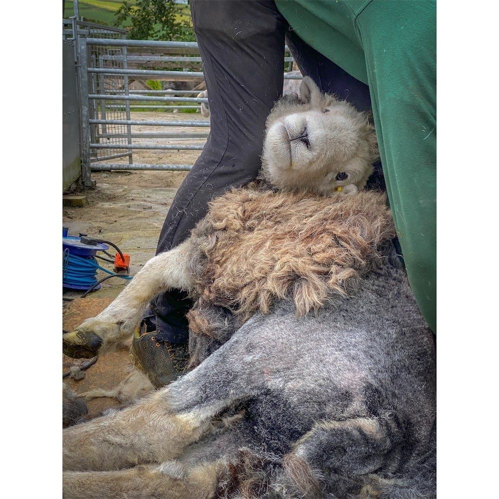 Shearing time for the Herdwick sheep at The Living Rug Company