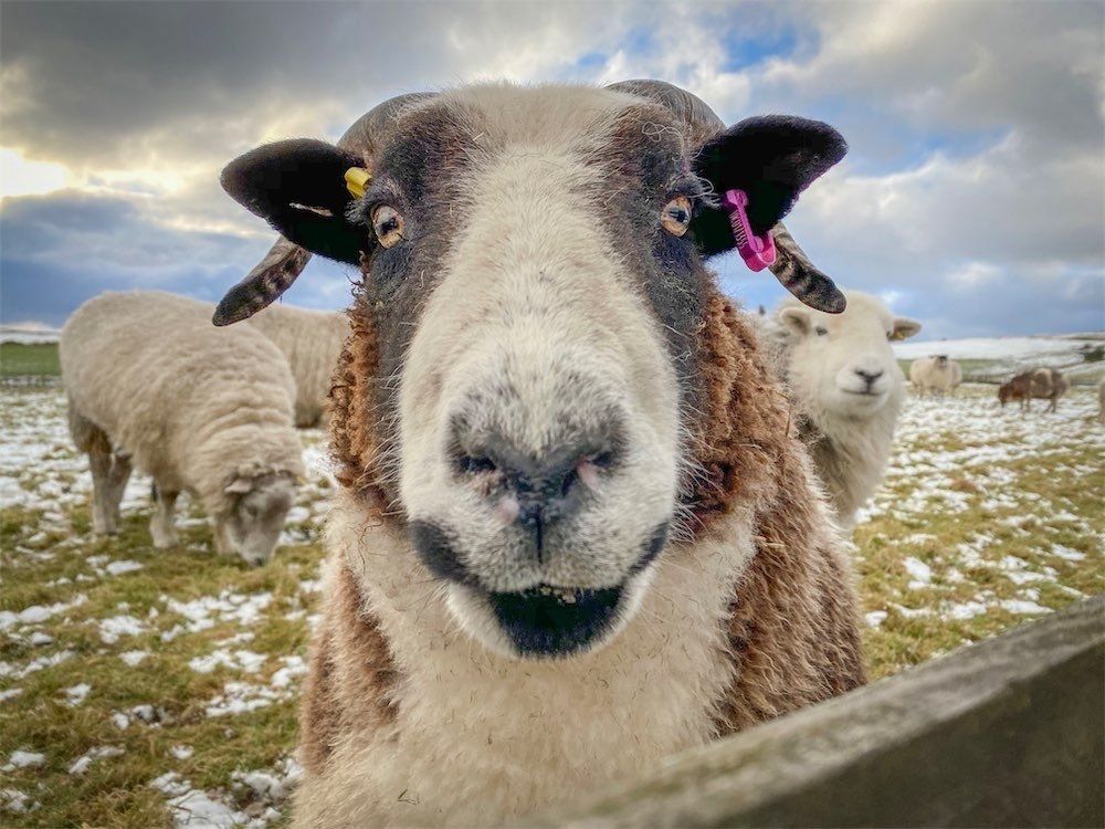 The Living Rug online store selling handmade Living Rugs made in the Peak District