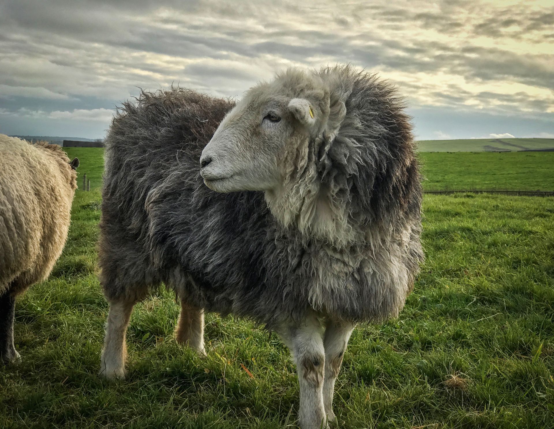 Herdwick sheep called babe in a field