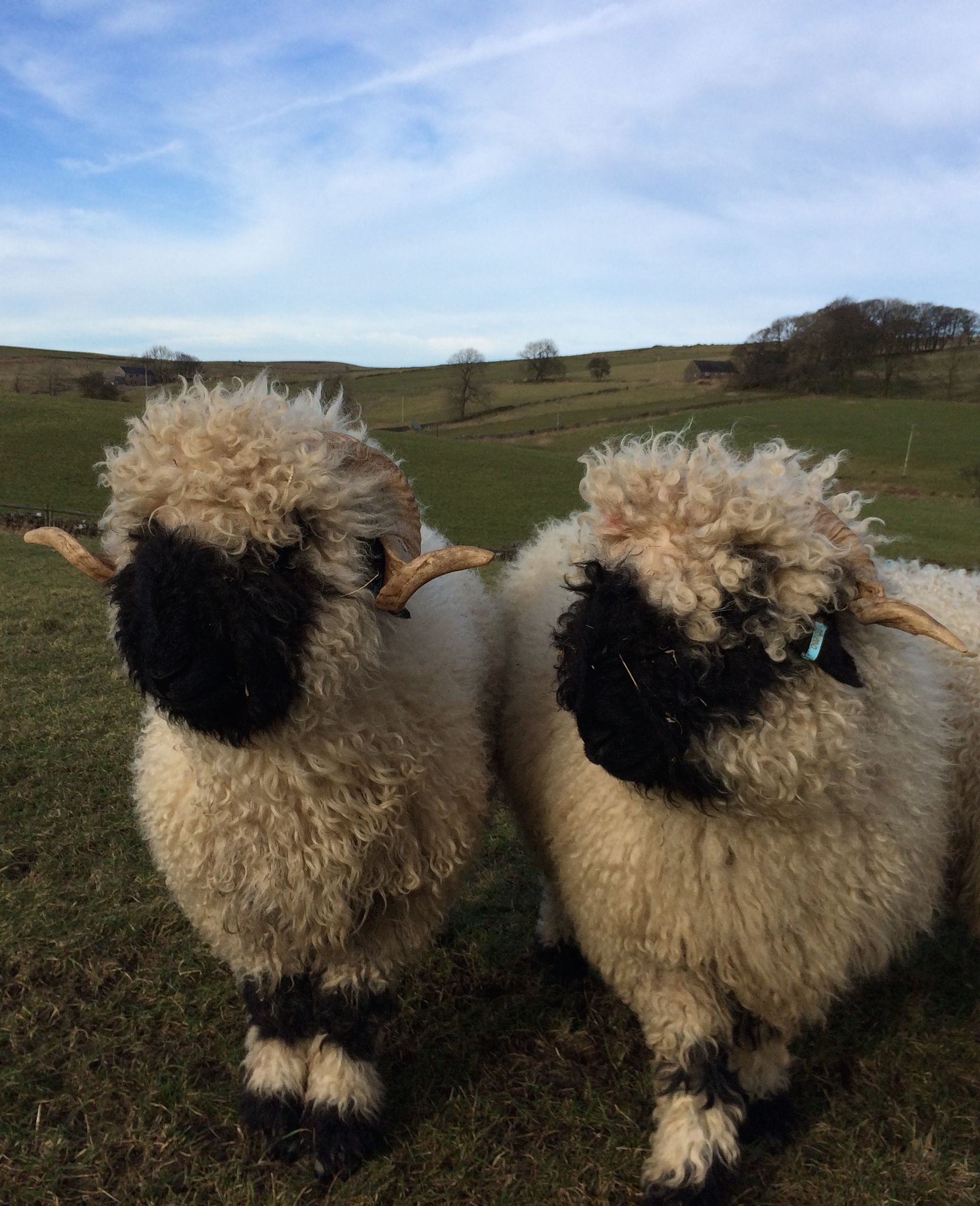 The first Valais Blacknose sheep at The Living Rug Company, shortly after joining the flock in the Peak District.