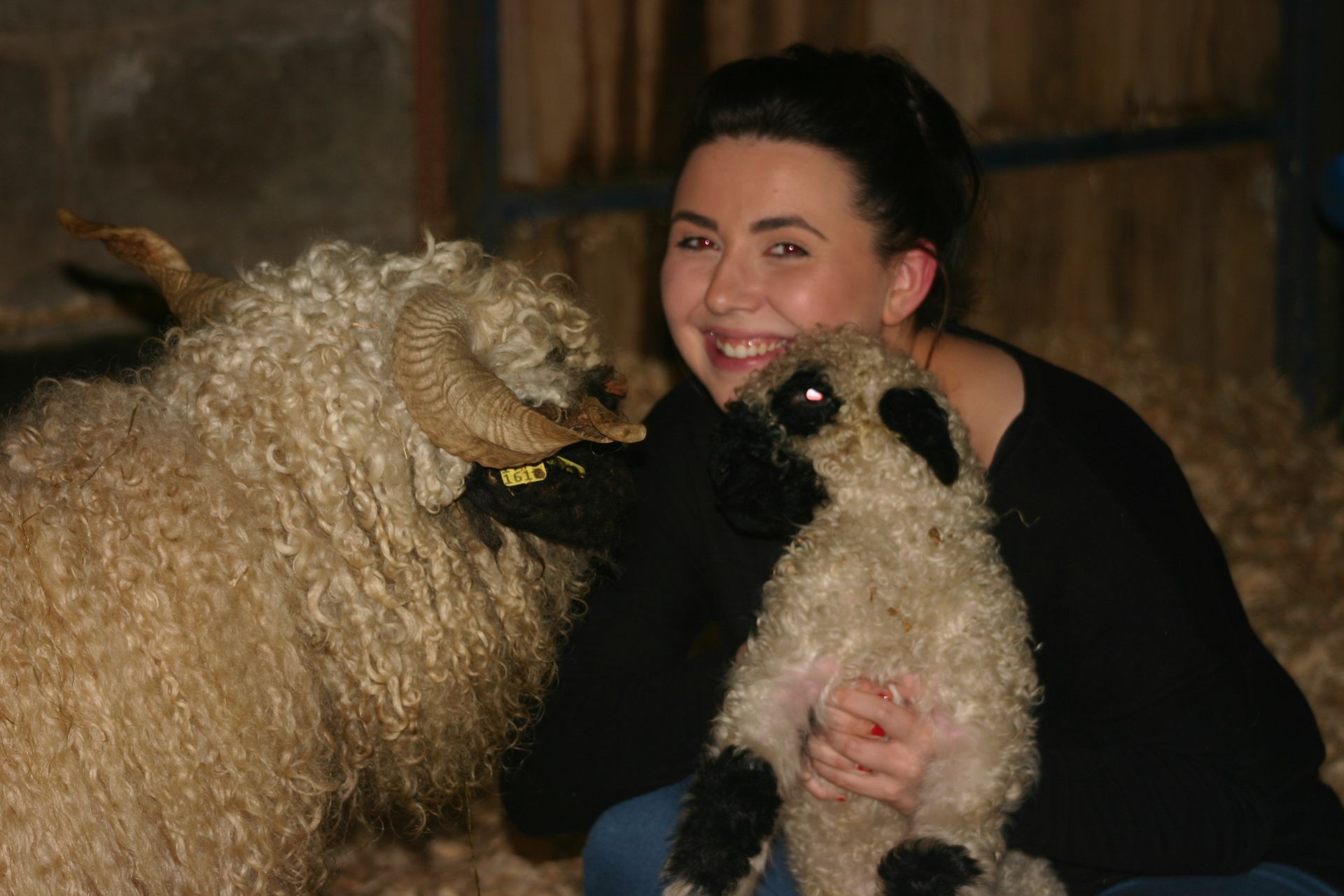 Valais Blacknose Sheep at The Living Rug Company