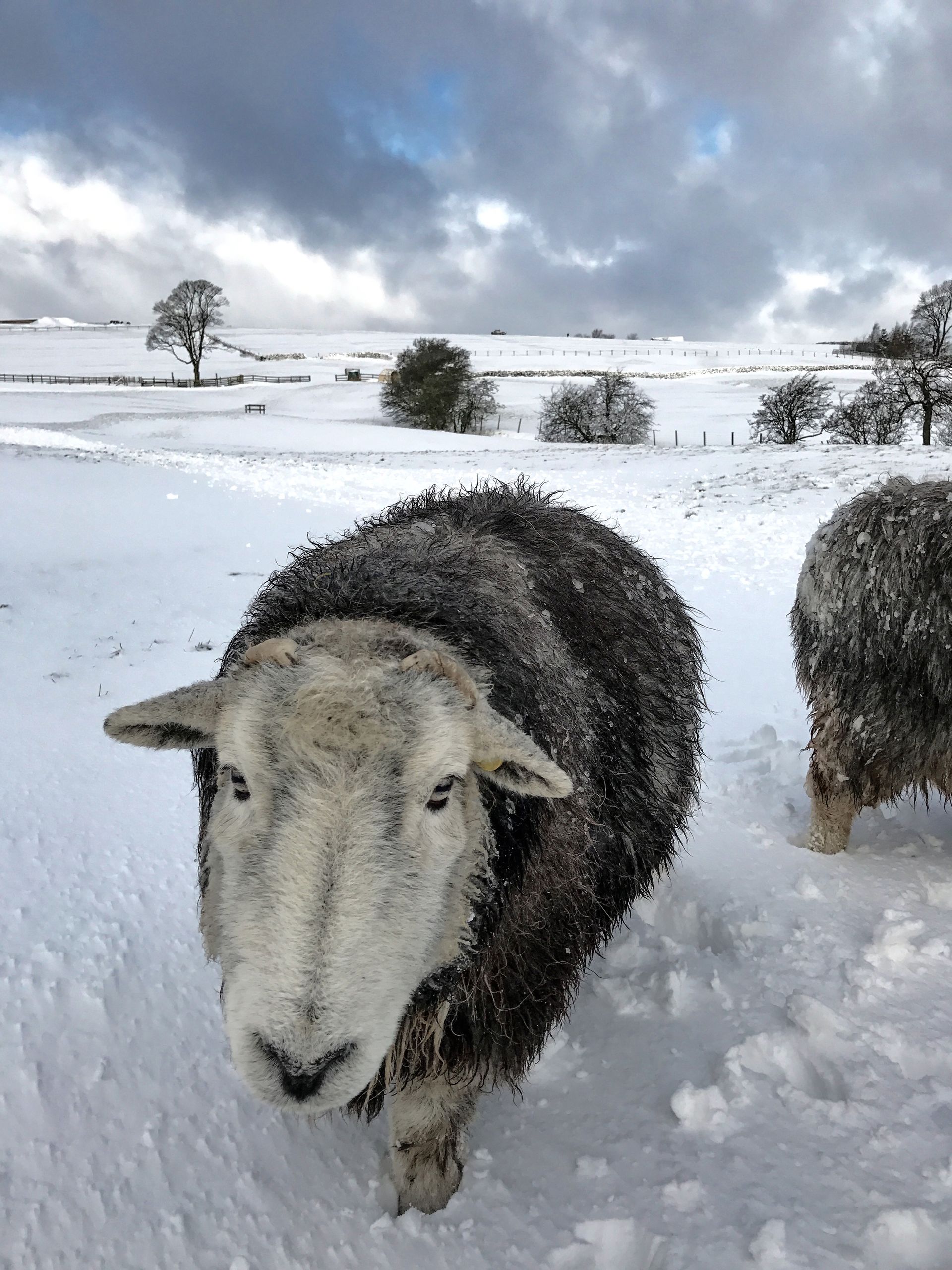 Billy Herdwick Sheep
