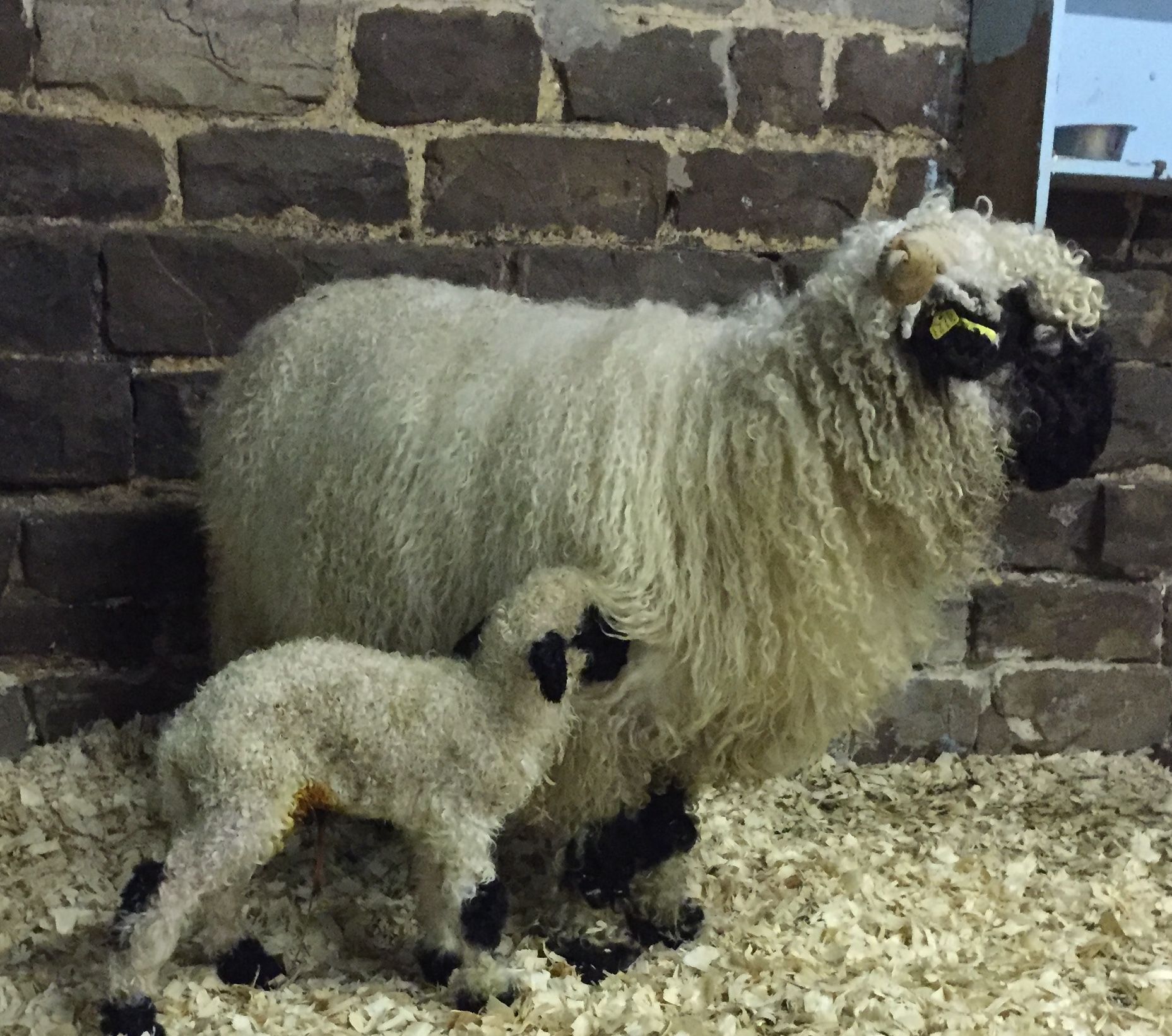 Meet Odin and her first lamb, OJ. OJ was one of the very first Valais Blacknose lambs born on the farm.