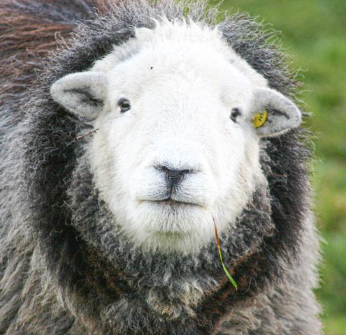 Herdwick Sheep call Ian
