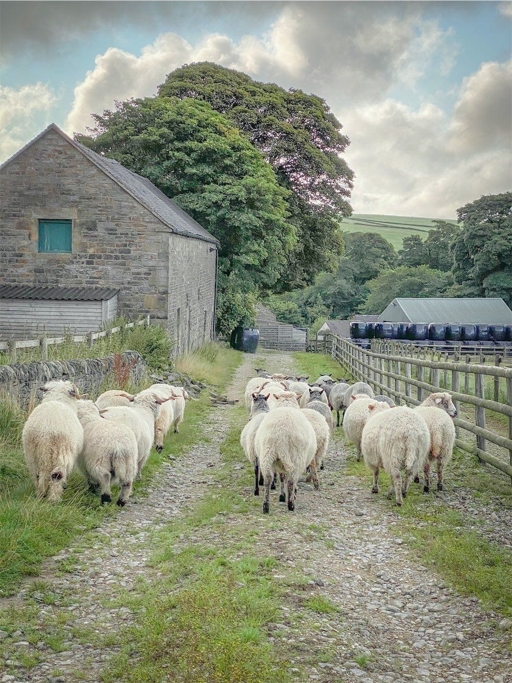 Come and meet the flock at The Living Rug Company. Home to the original Living Rug...