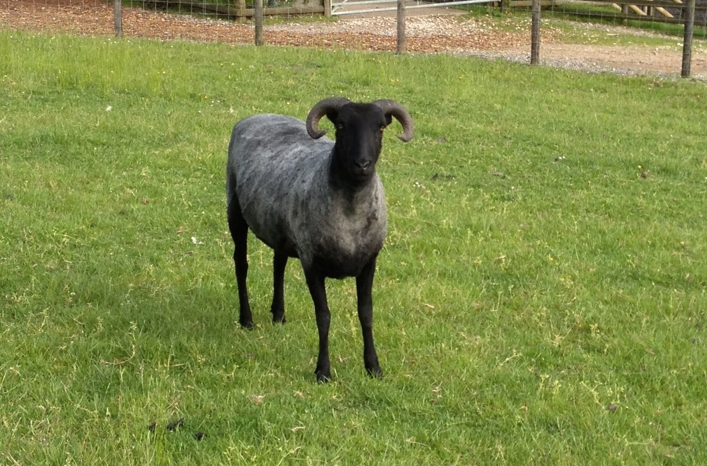 Jakey, one of sheep to join The Living Rug Company flock, photographed on the farm in the Peak District.