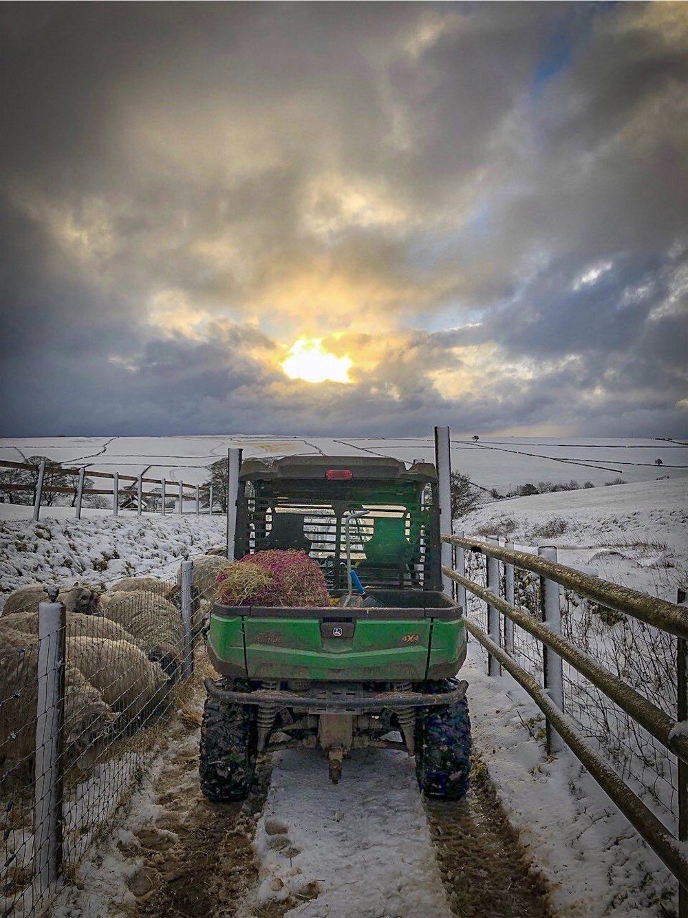 Feeding The Living Rug flock in winter in the Staffordshire Moorlands