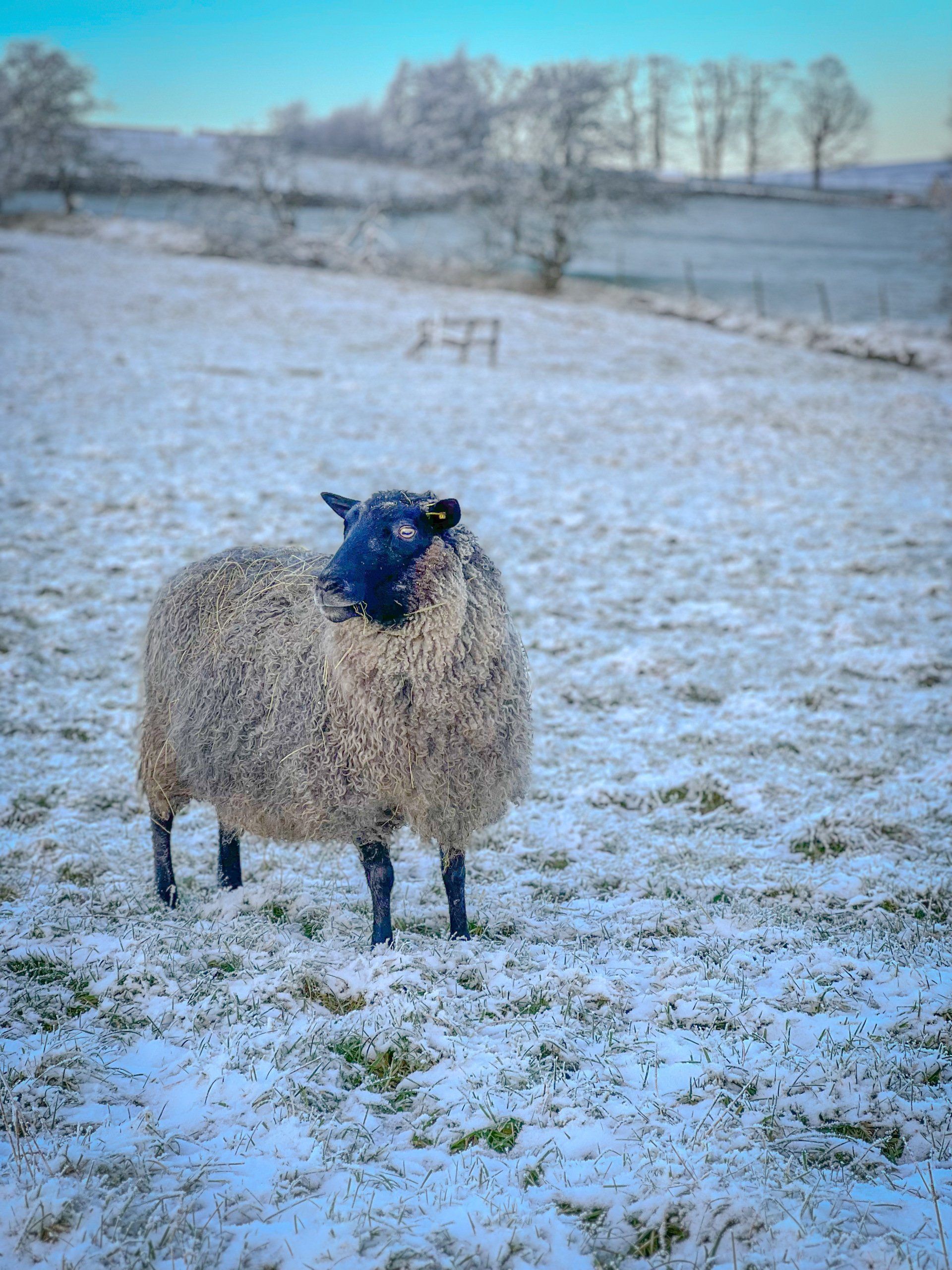 . Every rug is unique, and the term Living Rug®   is trademarked to ensure the story behind each piece is preserved.