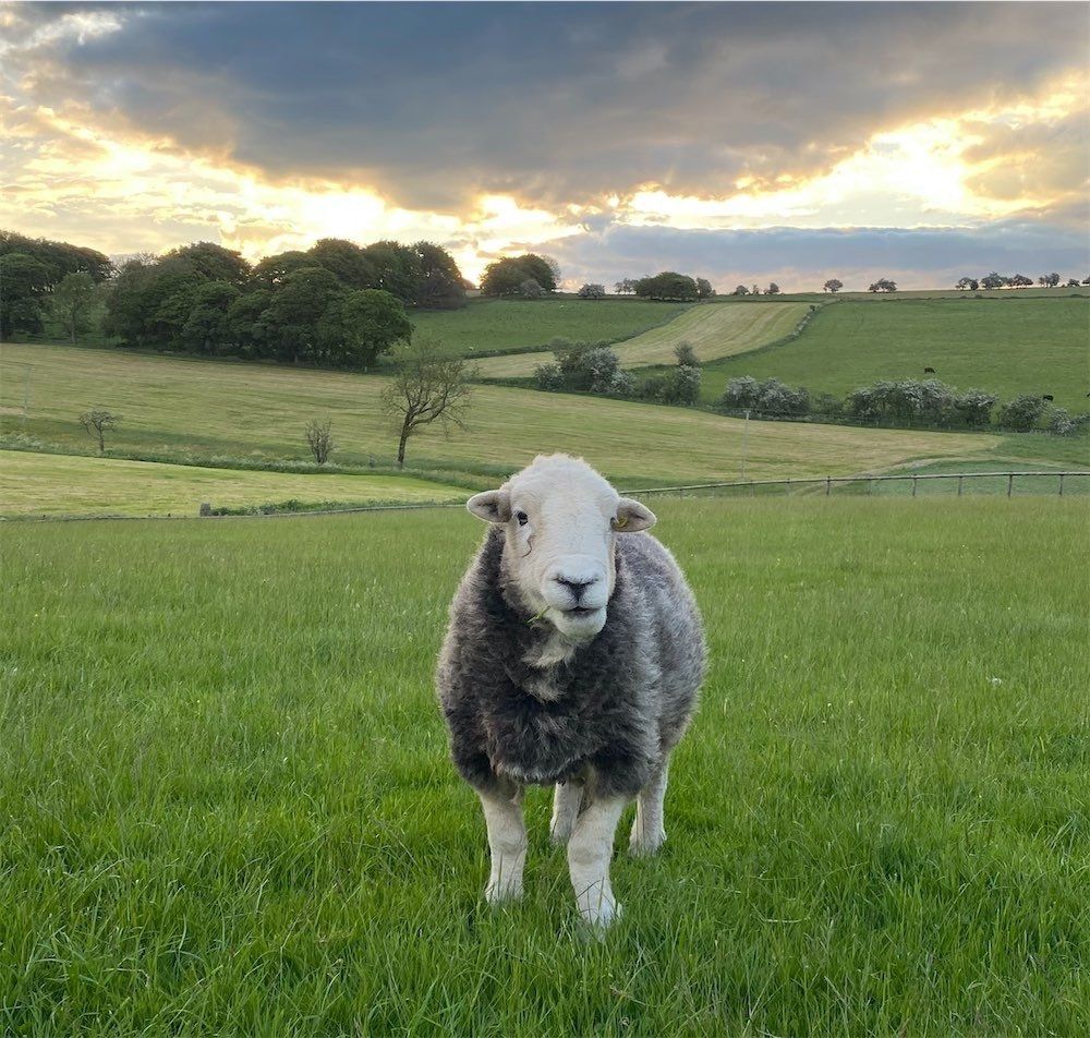 Handmade Herdwick Rugs and Wool art read our reviews at The Living Rug Company