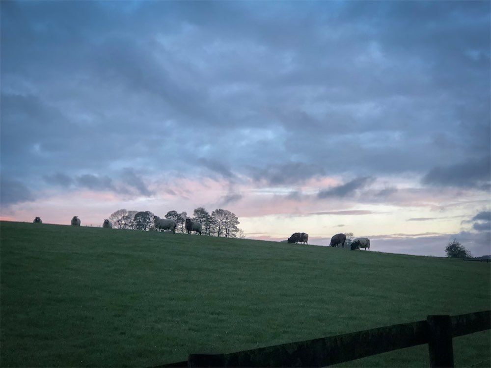 Early morning scene at our Living Rug Farm