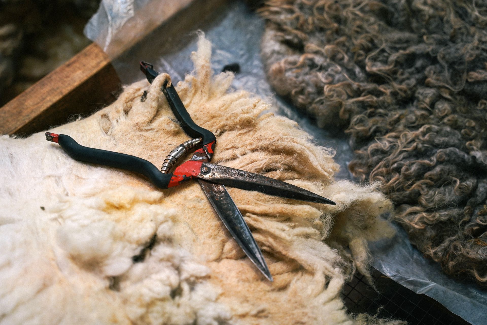Preparing a fleece to make a living rug