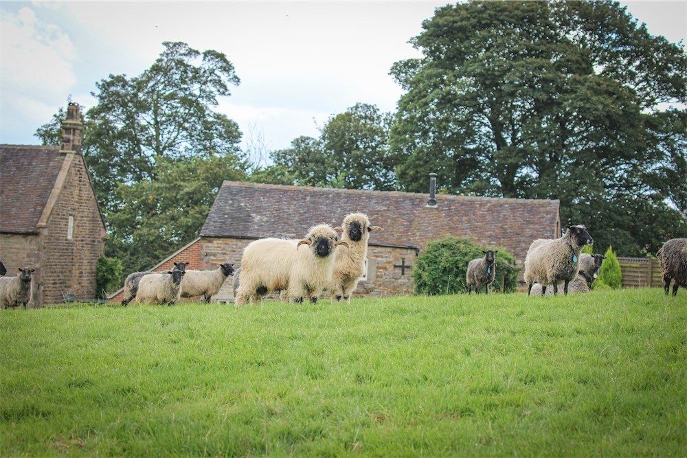 Swiss Valais Blacknose Sheep in the Staffordshire Moorlands