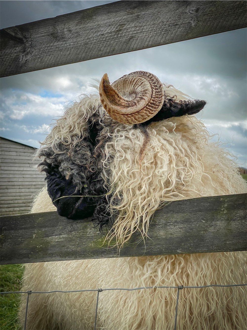 Valais Blacknose Felted Fleece Living  sheep Rugs made by The Living Rug Company read our reviews