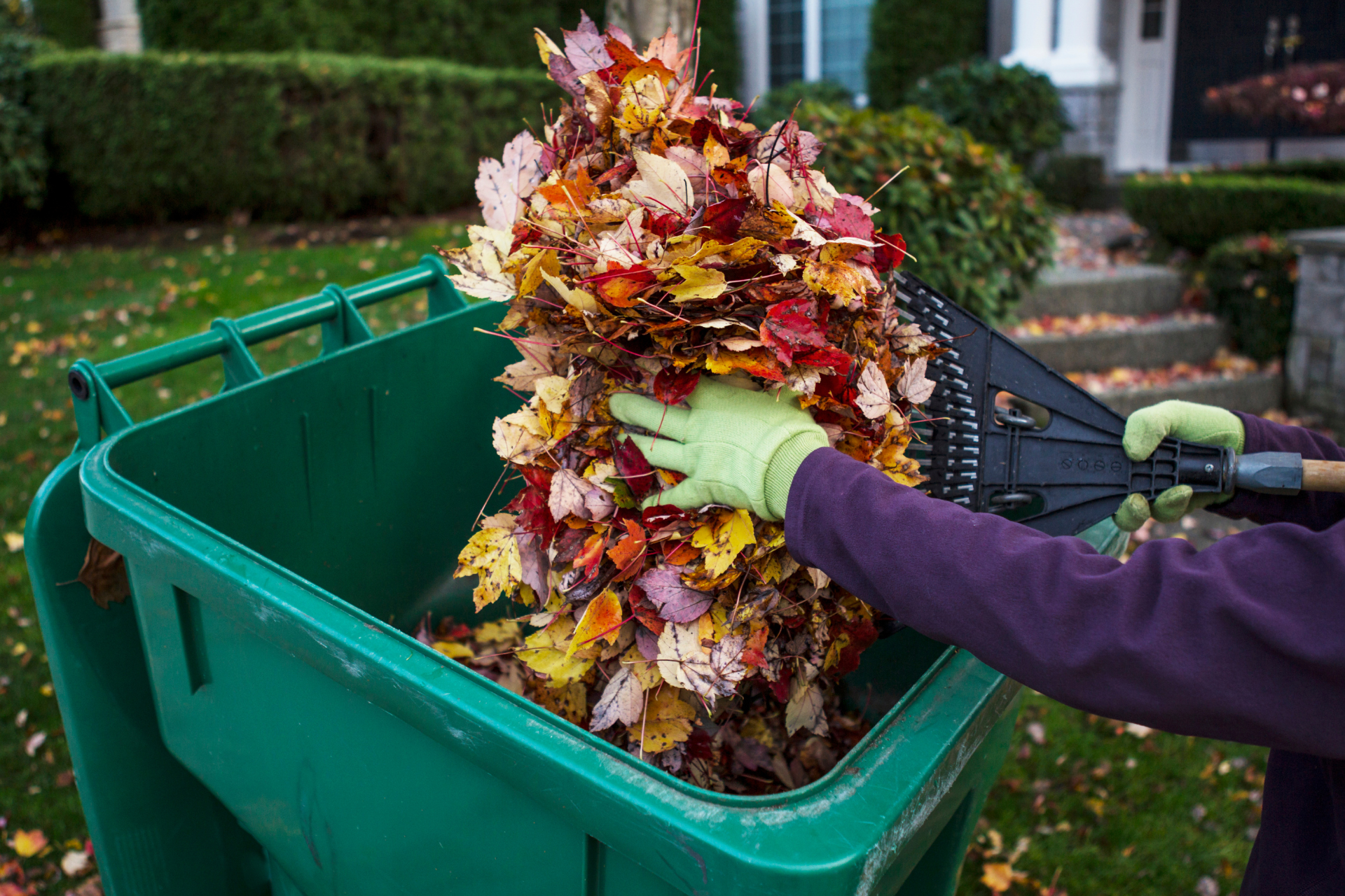 Person raking colorful fall leaves into a green trash bin on a lawn.