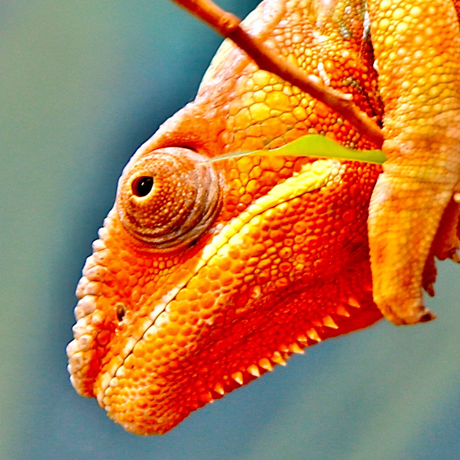 Auge eines Chameleon