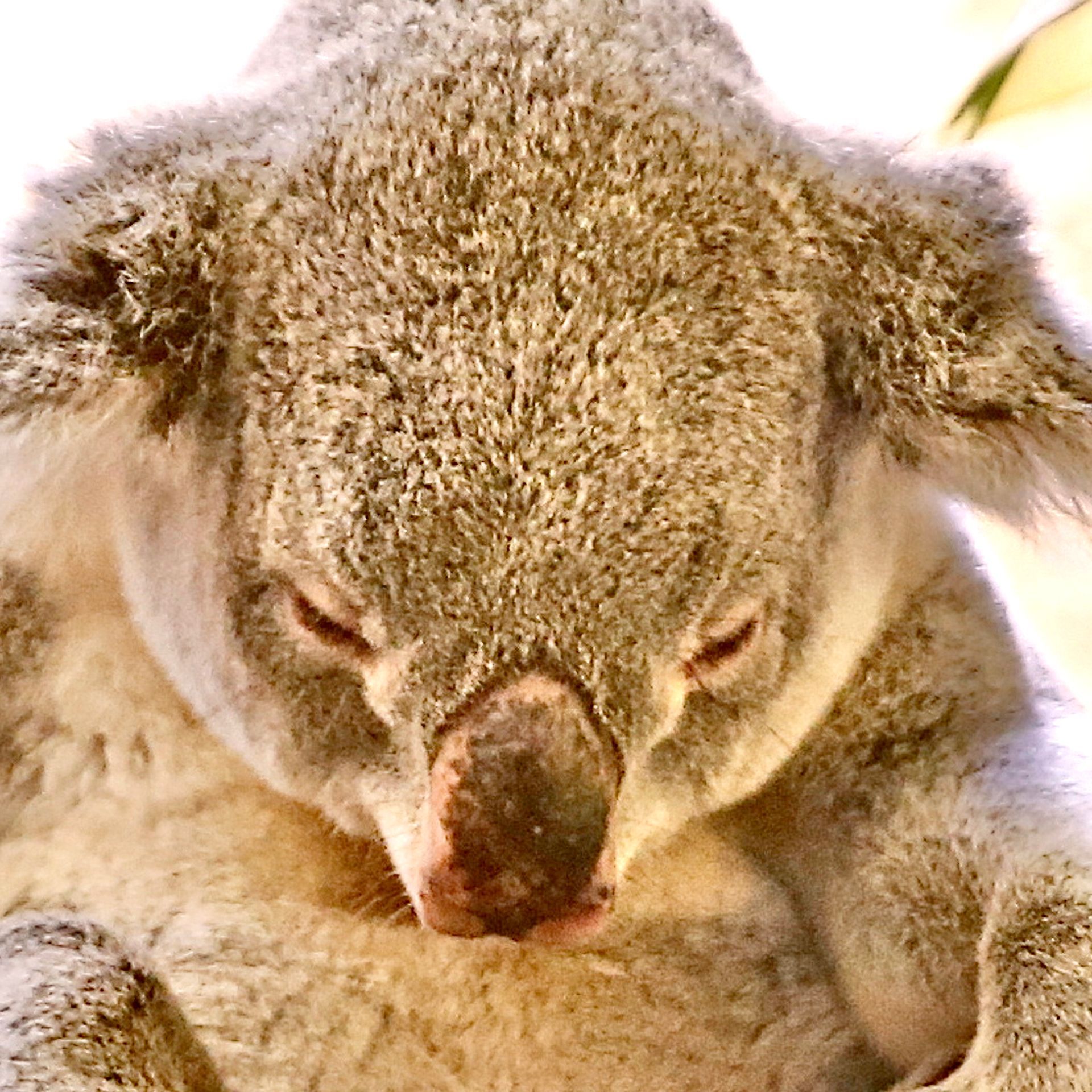 Koalaaugen