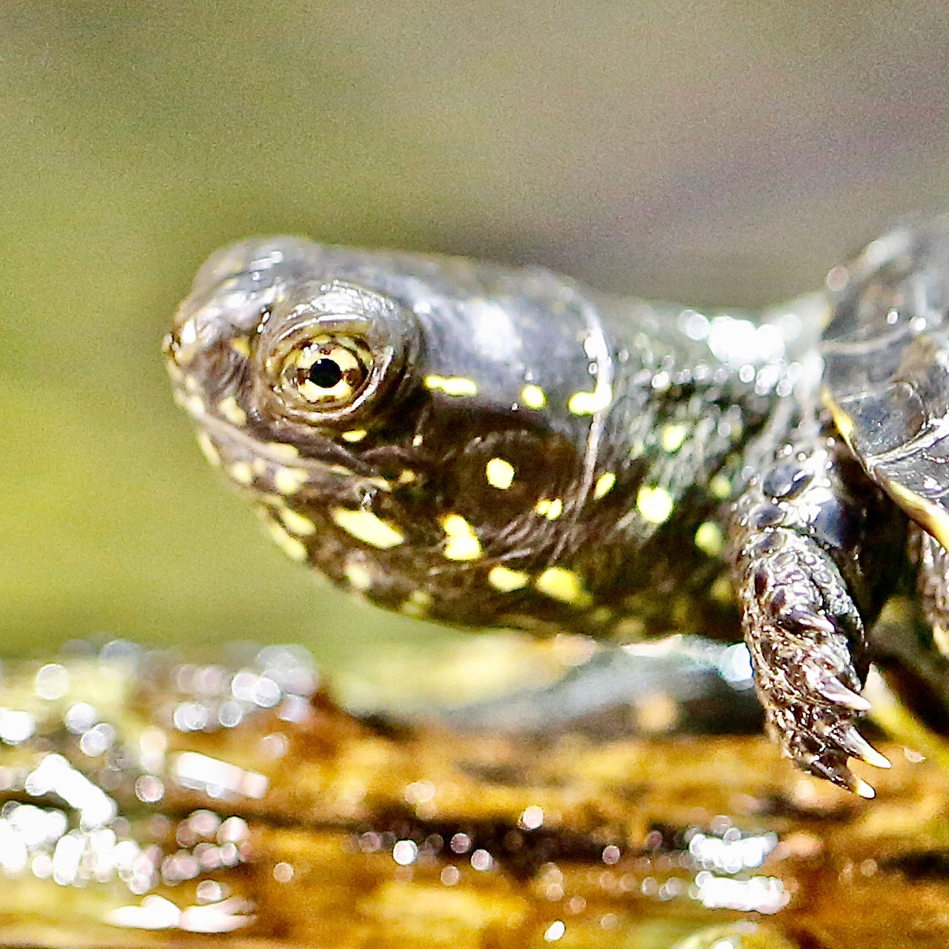 Auge einer Schildkröte