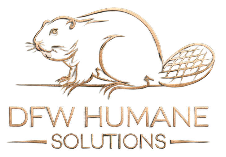 DFW Humane Solutions | Commercial trapping and relocation