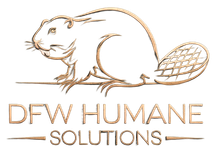 DFW Humane Solutions | Commercial trapping and relocation