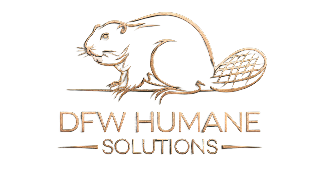 DFW Humane Solutions | Commercial trapping and relocation