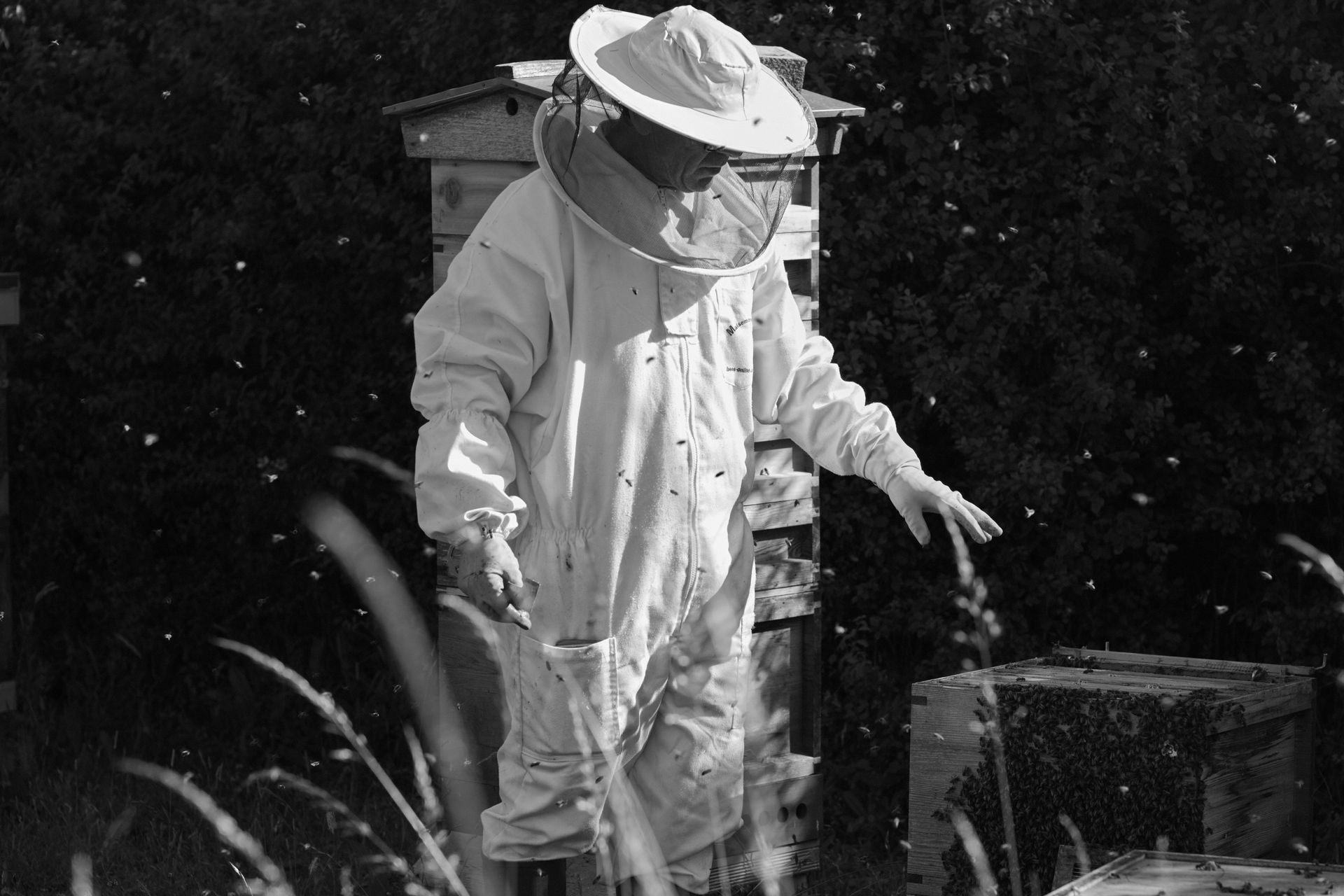 Bee Relocation Company near me