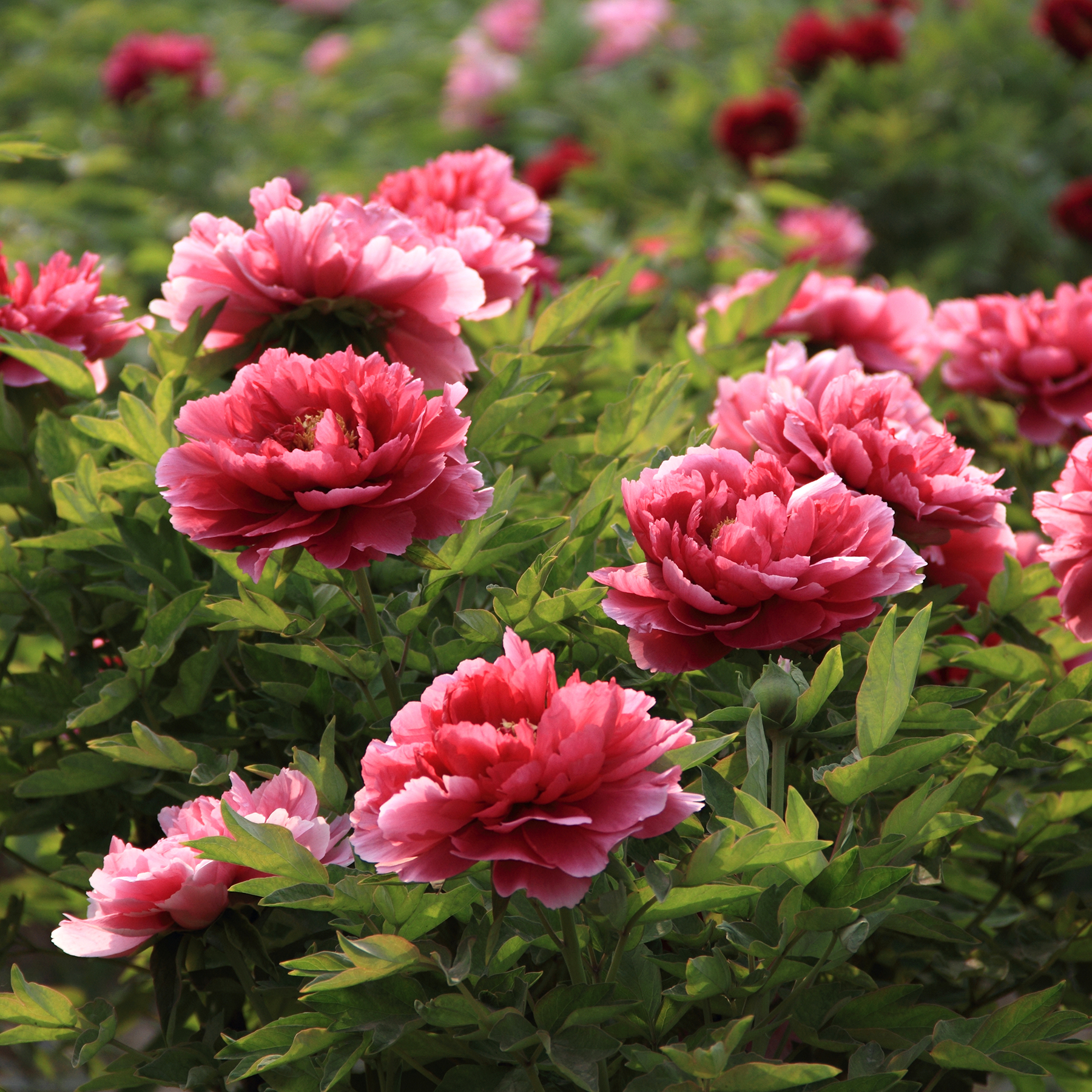 Red and pink peony flowers in full bloom, surrounded by green leaves.