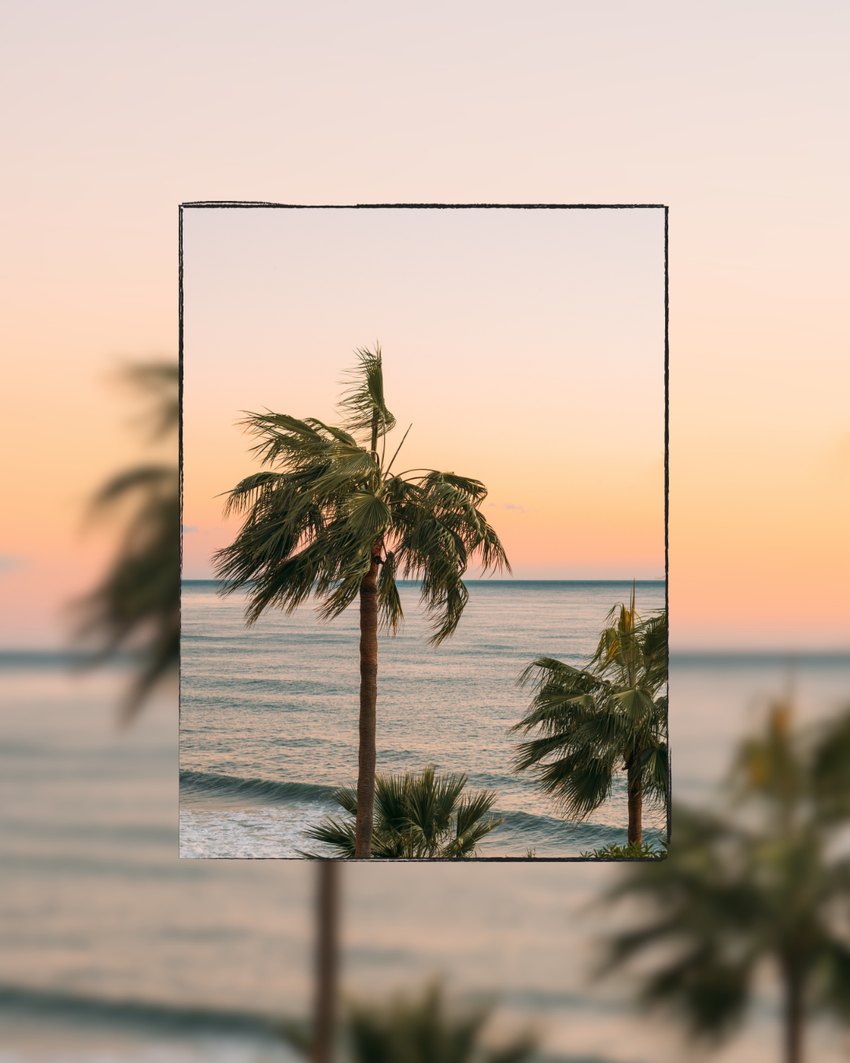 Picture of a palm tree in San Diego