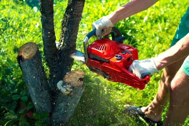 Close-up of a red chainsaw cutting through a thick tree branch.