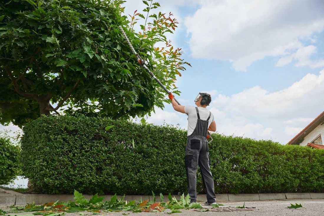 Gardener using long-reach pole pruners to trim a tall backyard hedge.
