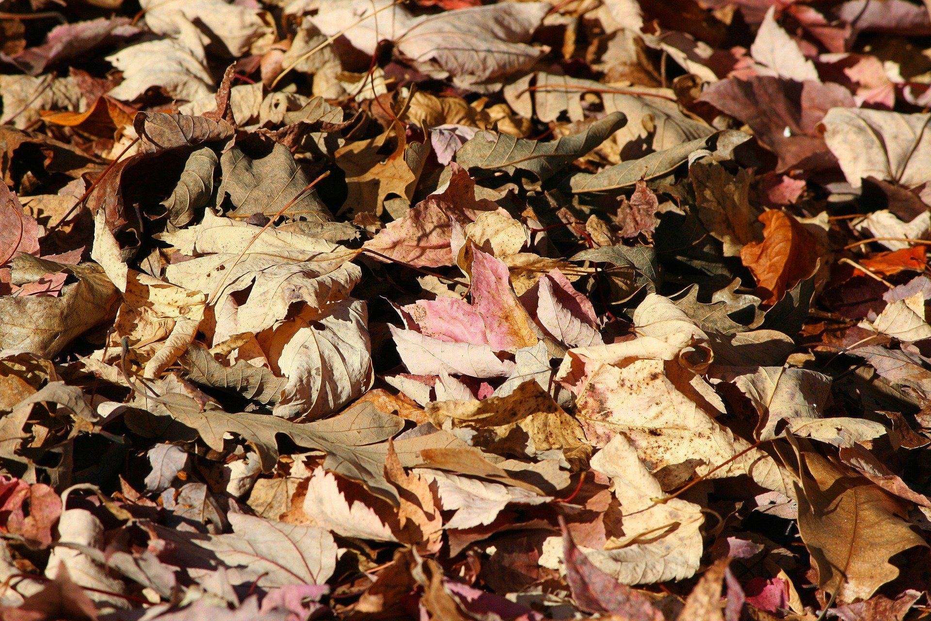 Pile of leaves