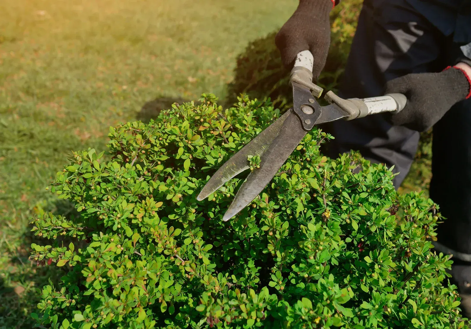 A person is cutting a bush with a pair of scissors.