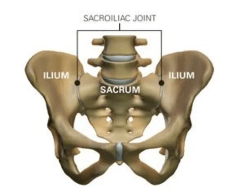 Sacrum and where Sacroiliac Join Pain reflects